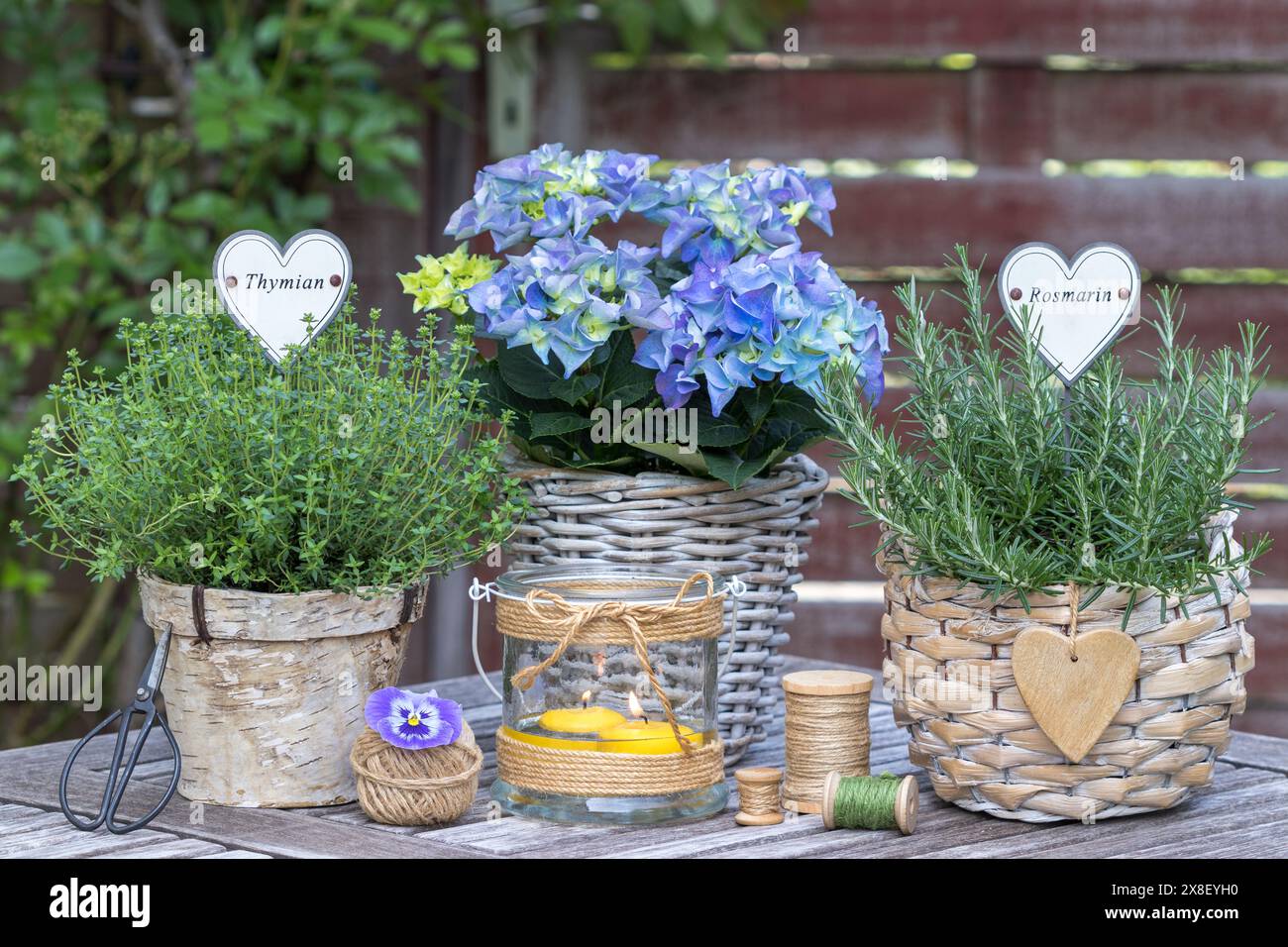 giardino rustico con erbe e ortensie macrofilla in cesti Foto Stock