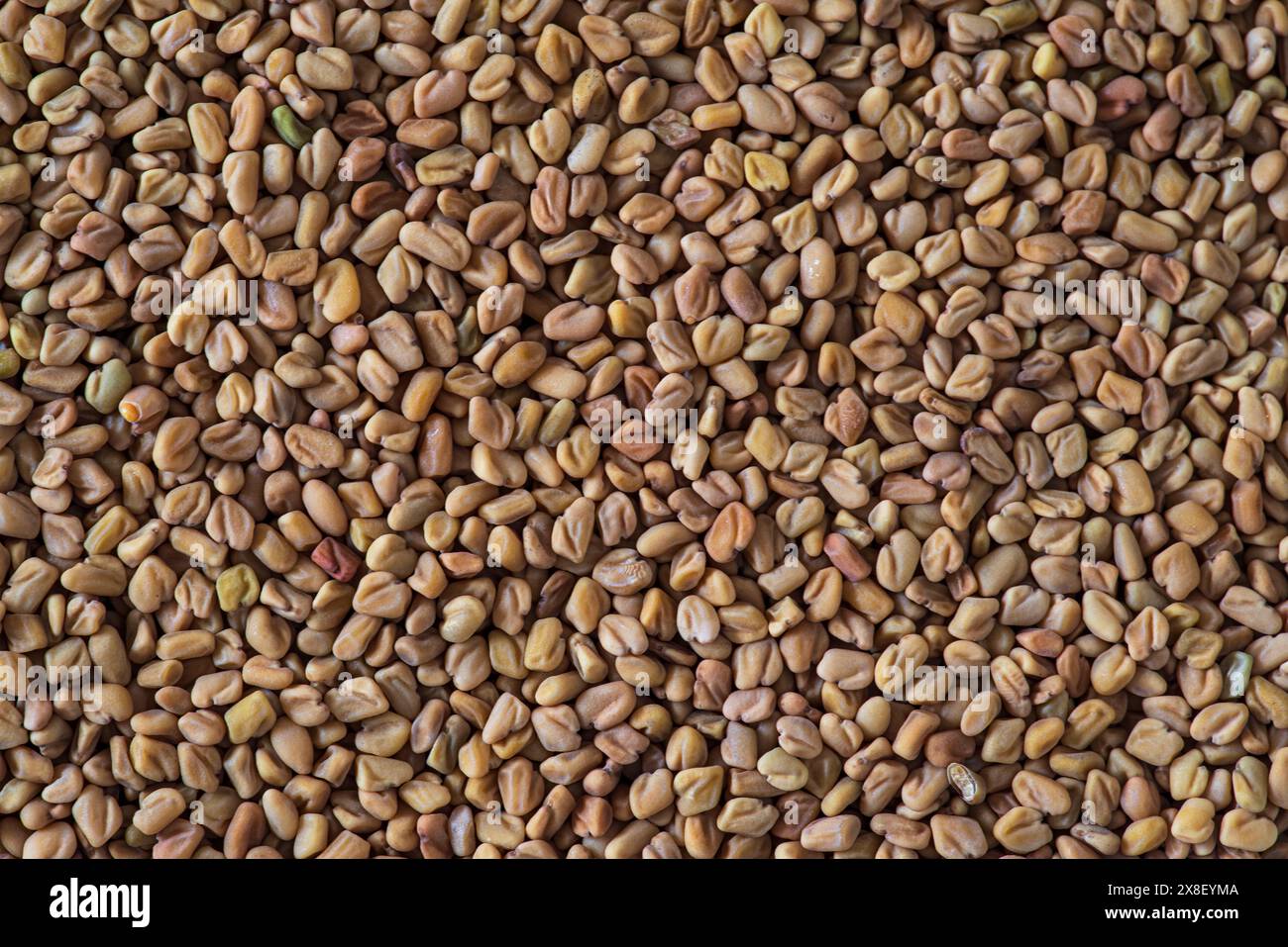 Consistenza dei semi di fieno greco essiccati, primo piano Foto Stock