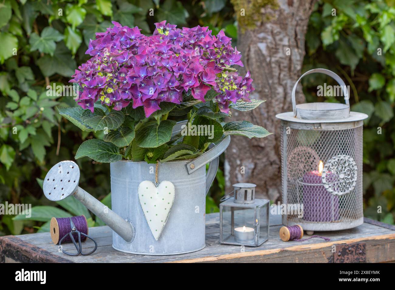 sistemazione da giardino con ortensie viola macrofilla in lattina per innaffiare zinco e lanterne vintage Foto Stock