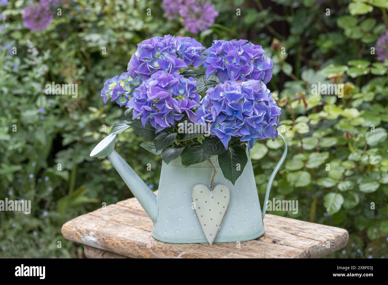 ortensia blu macrophylla in lattina decorativa da irrigazione in giardino Foto Stock
