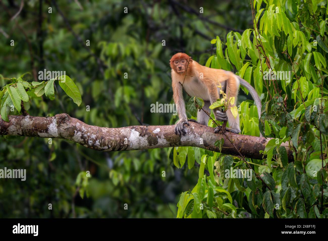 Proboscis Monkey - Nasalis larvatus, splendido primate unico con grande naso endemico delle foreste di mangrovie dell'isola del Borneo del sud-est asiatico. Foto Stock