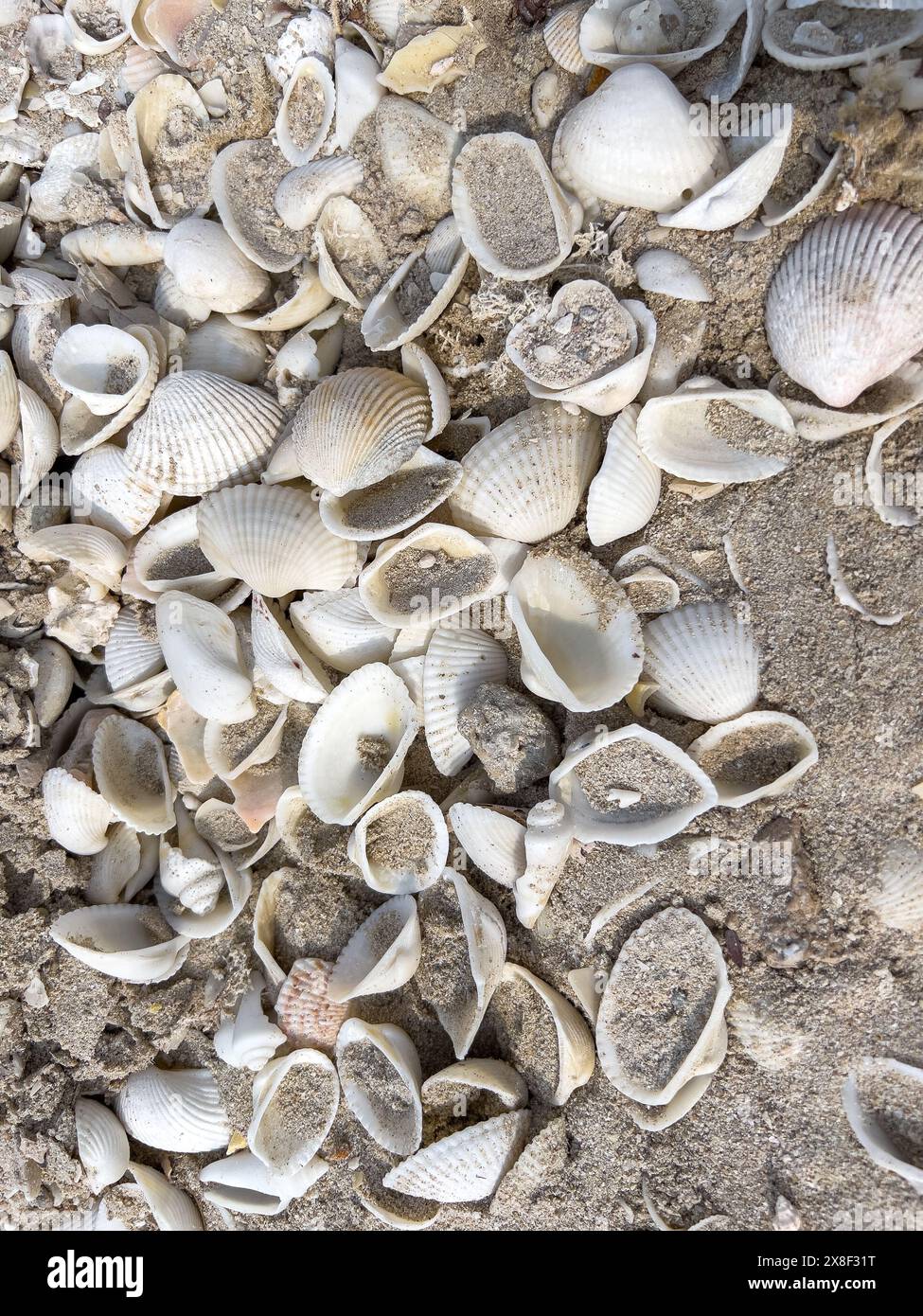 Un'intricata gamma di conchiglie adorna la spiaggia sabbiosa, ogni pezzo testimonia la varietà artistica dell'oceano. Foto Stock