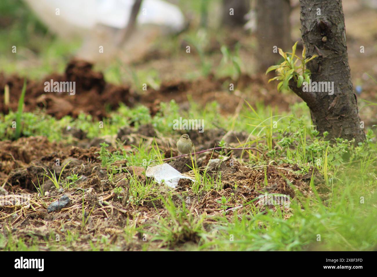 Chiffchaff comune mimetizzato (Phylloscopus collybita) uccello su cespugli. Foto Stock