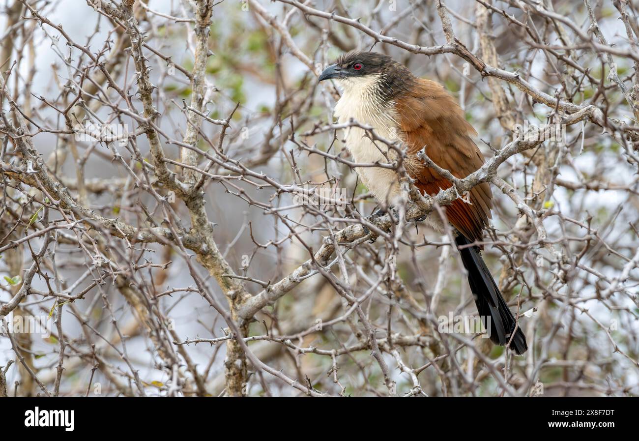 Il coucal di Burchell (Centropus burchellii) seduto su una diramazione, Kruger National Park, Sudafrica Foto Stock