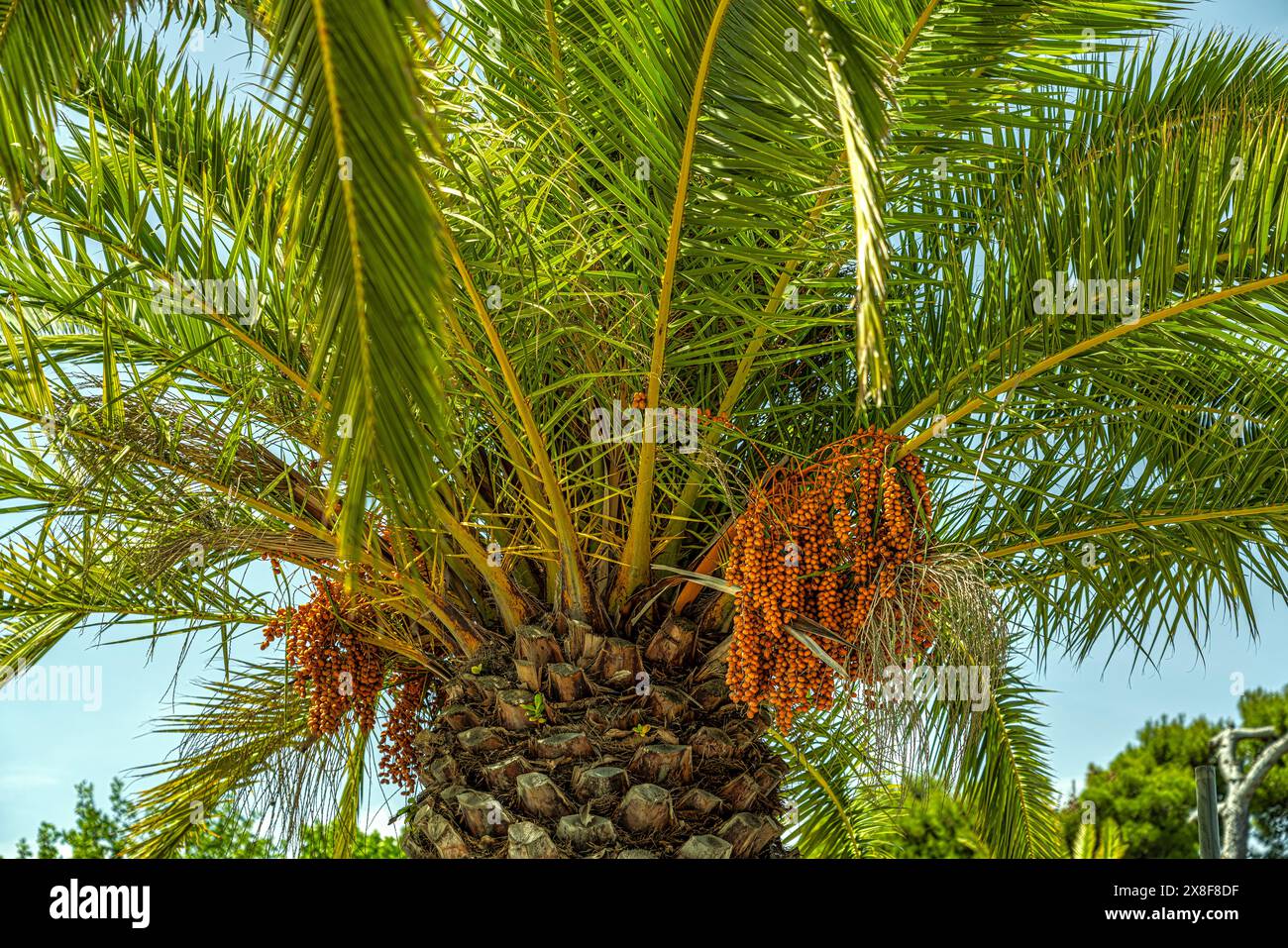 Palme da dattero con primo piano di frutta. Abruzzo, Italia, Europa Foto Stock