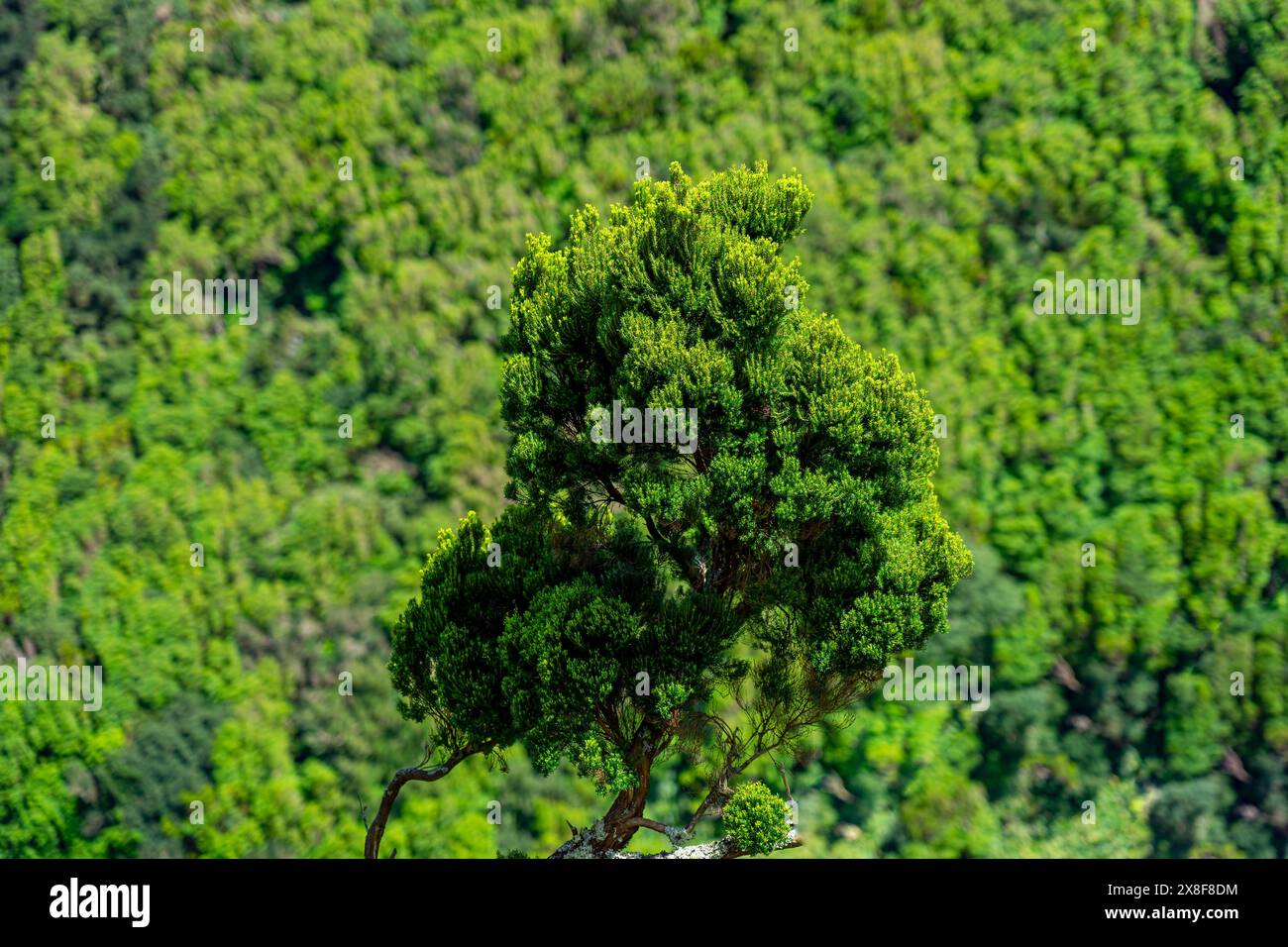 Sfondo della zona vegetativa con varie sfumature di verde. São Jorge, Azzorre. Foto Stock