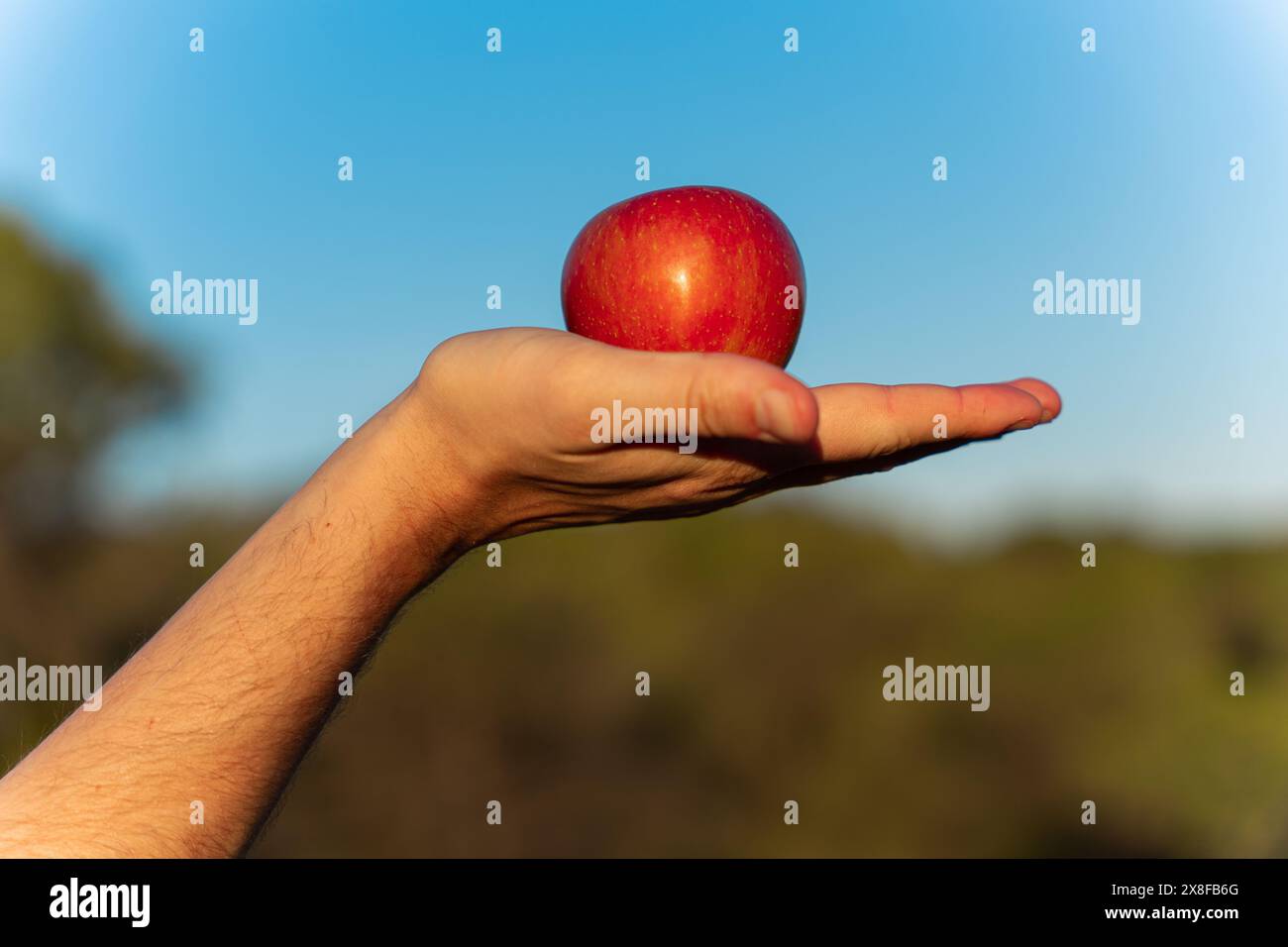 Primo piano della mano di un uomo che tiene una mela rossa con il cielo blu sullo sfondo Foto Stock