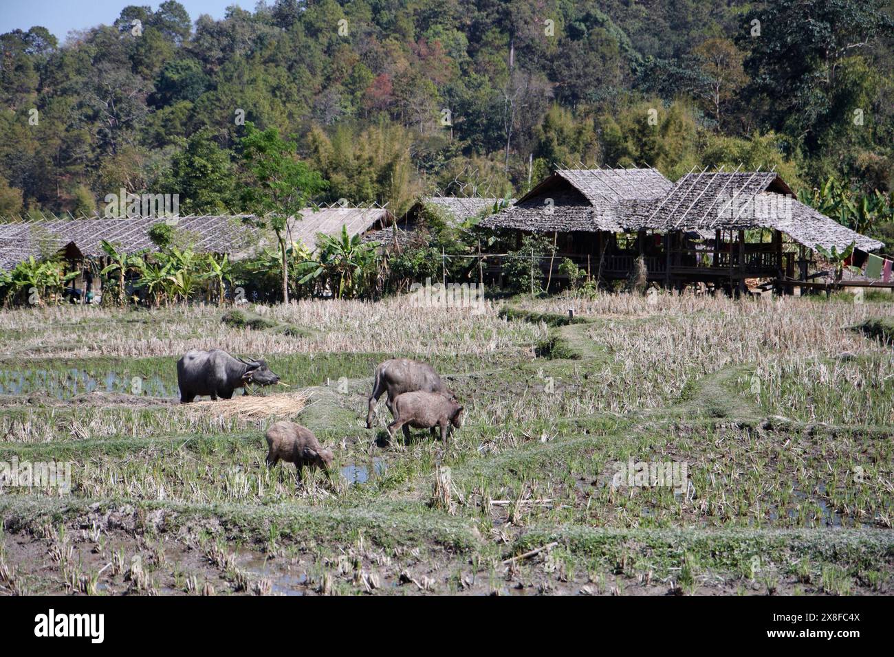 Thailandia Chiang Mai Baan Tong Luang, villaggio di Karen, bufali in un campo origine Foto Stock