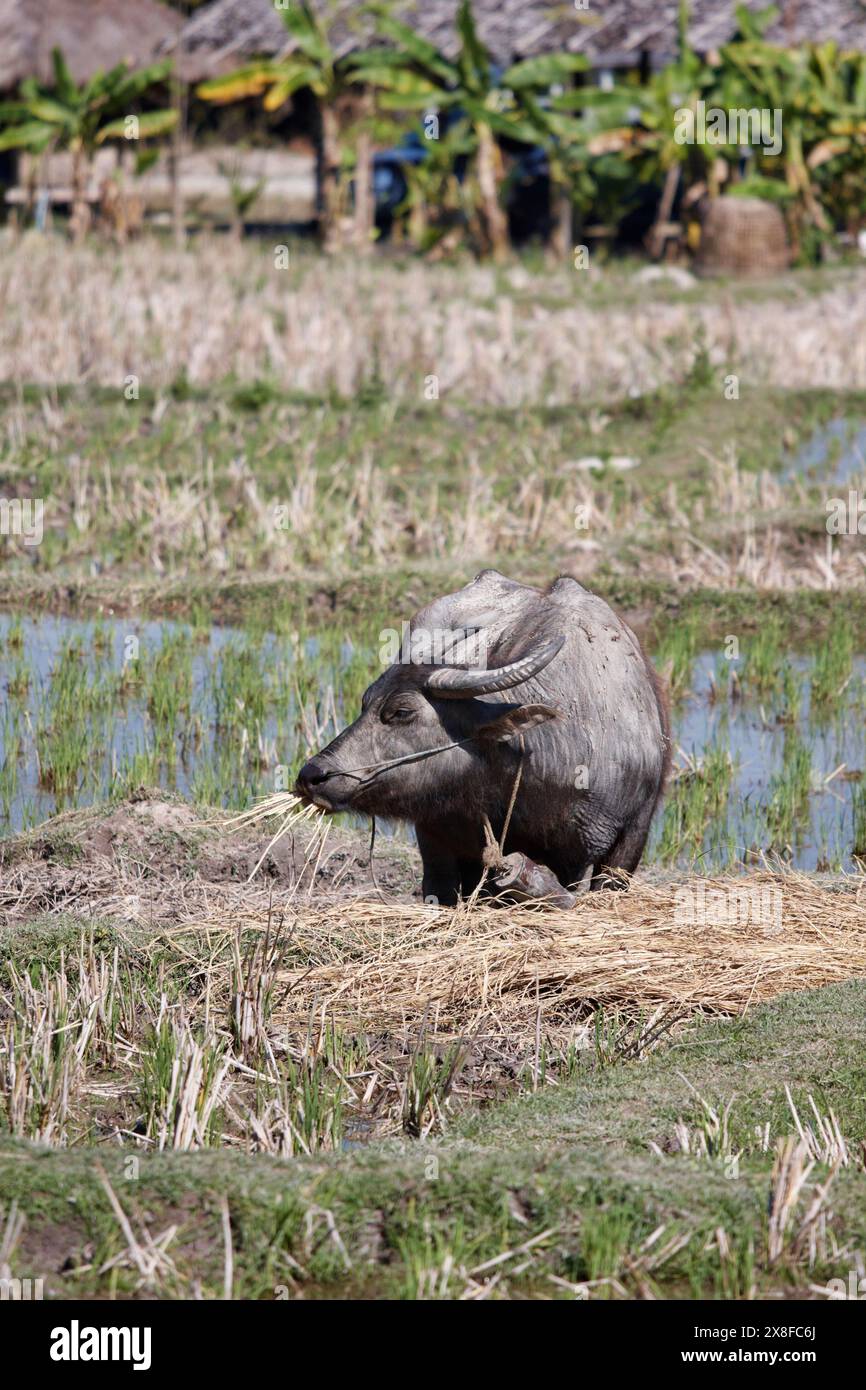 Thailandia Chiang Mai Baan Tong Luang, villaggio di Karen, buffalo in un campo origine Foto Stock