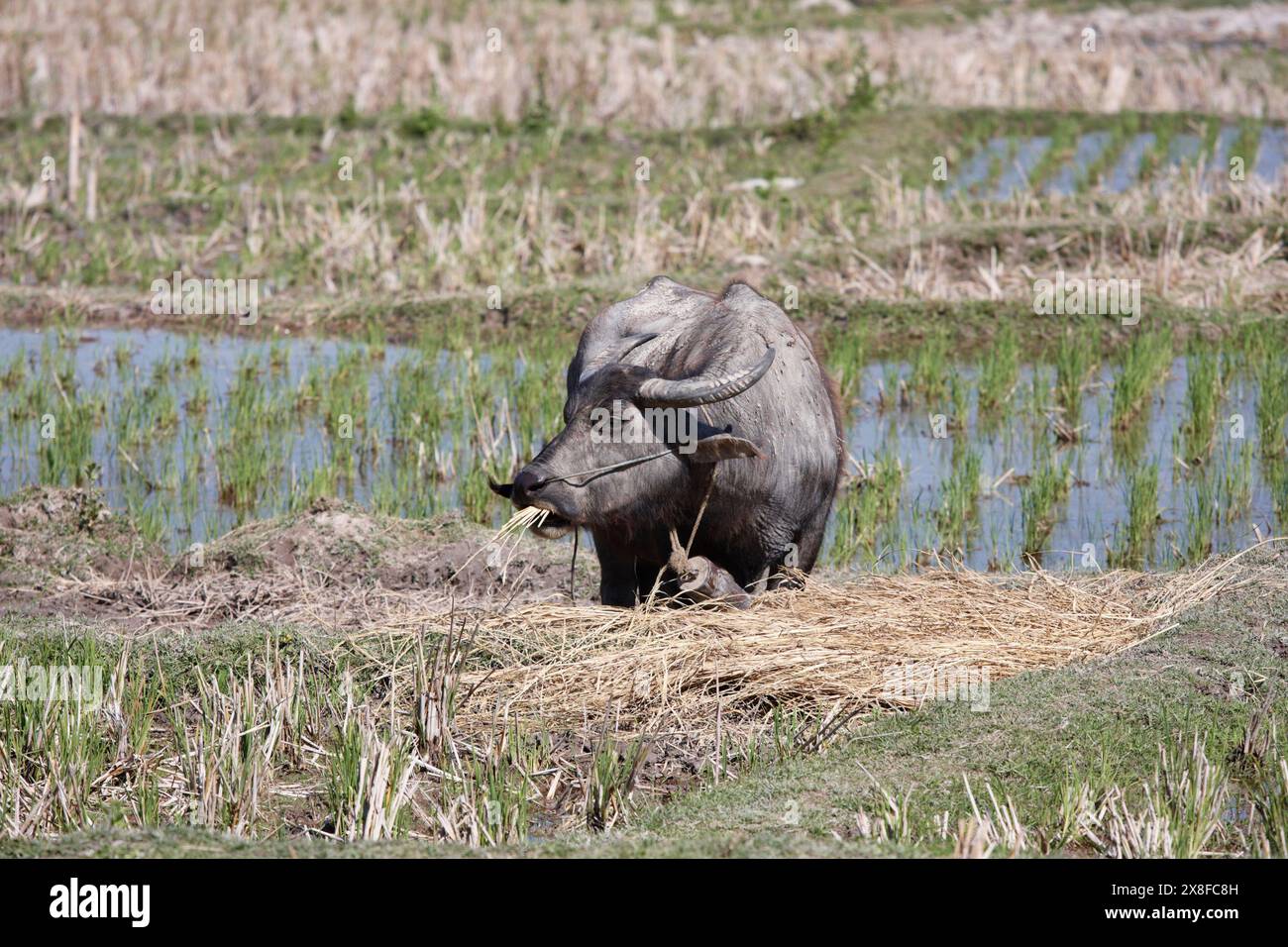 Thailandia Chiang Mai Baan Tong Luang, villaggio di Karen, buffalo in un campo origine Foto Stock