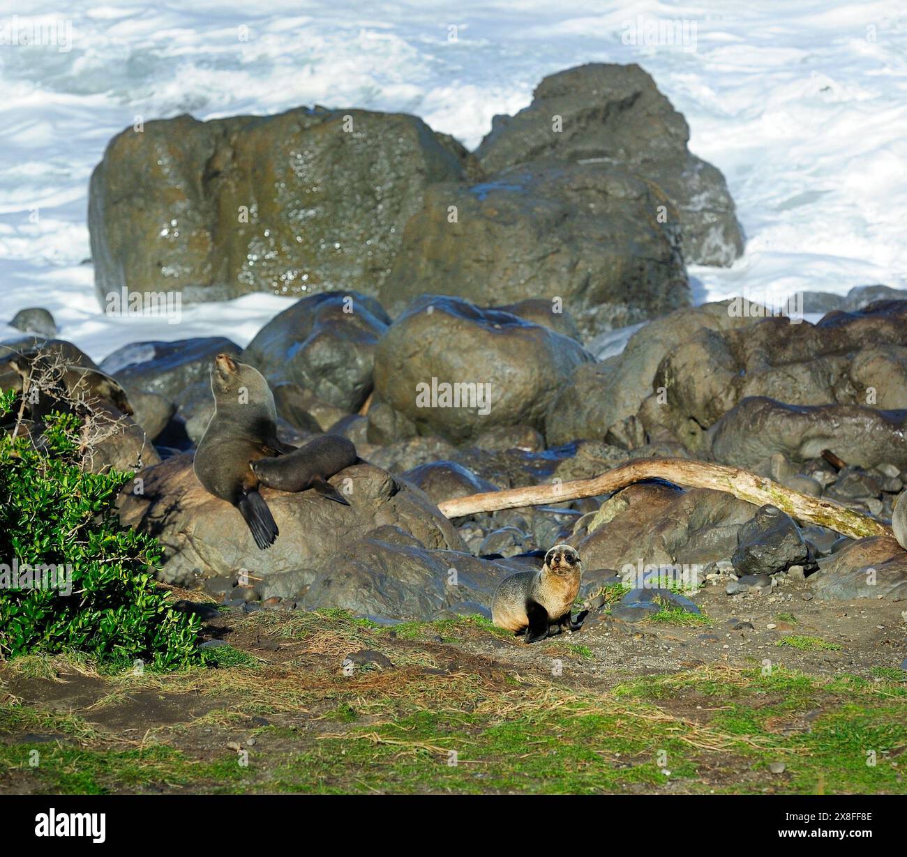 Nutrire la foca pelliccia di Capo Palliser, nuova Zelanda Foto Stock