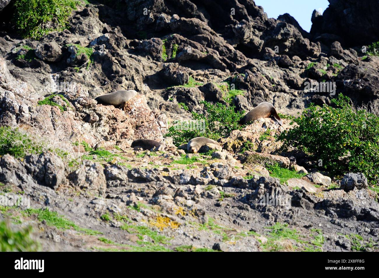 Foca pelliccia di Capo Palliser, nuova Zelanda Foto Stock