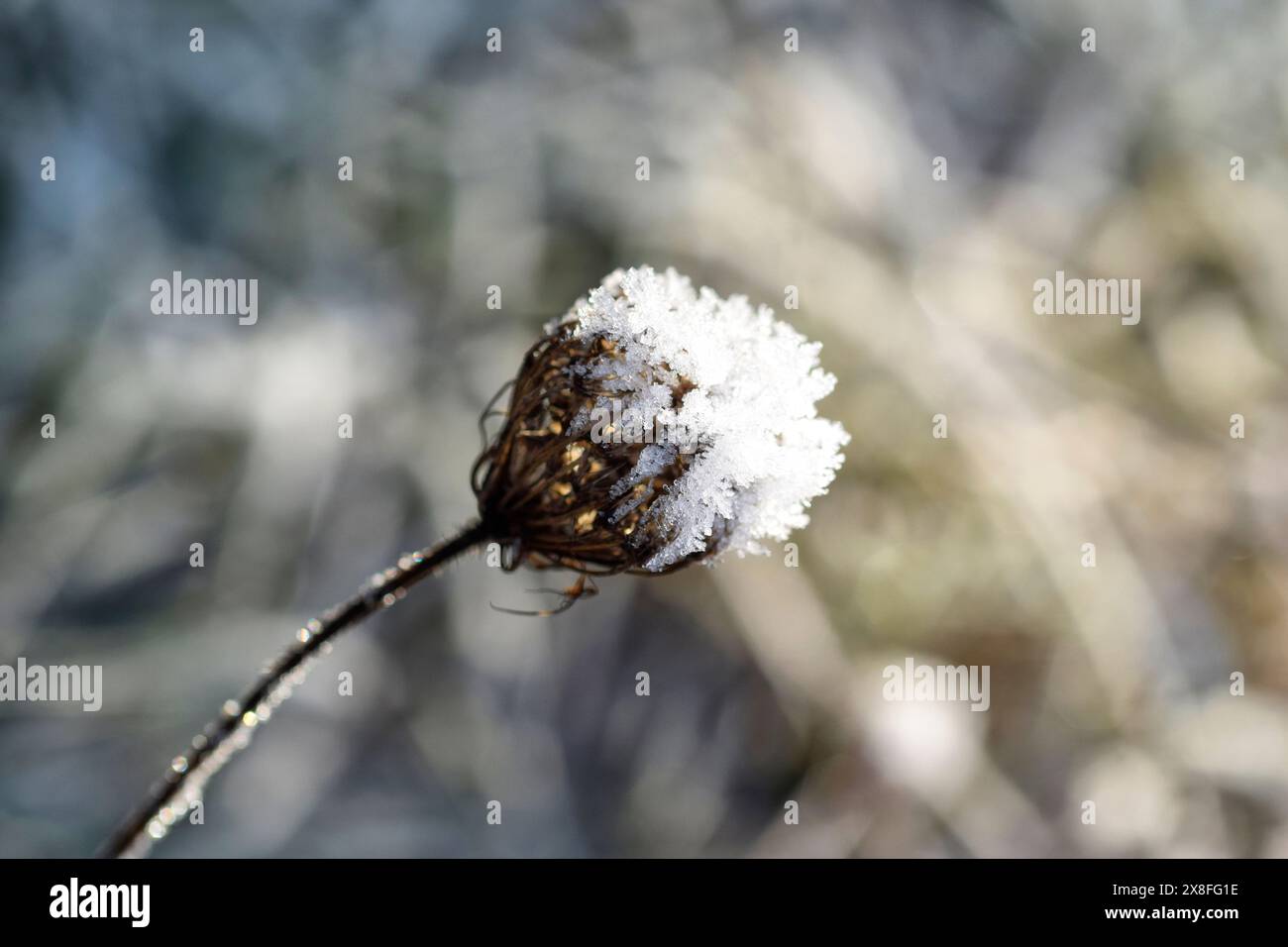 Daucus, carota selvatica Foto Stock