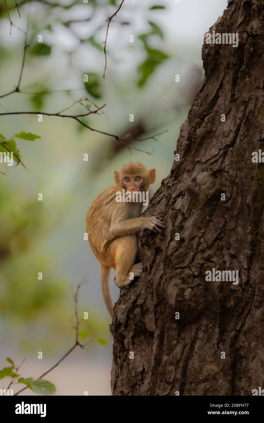 Il giovane Rhesus Macaque in India Foto Stock