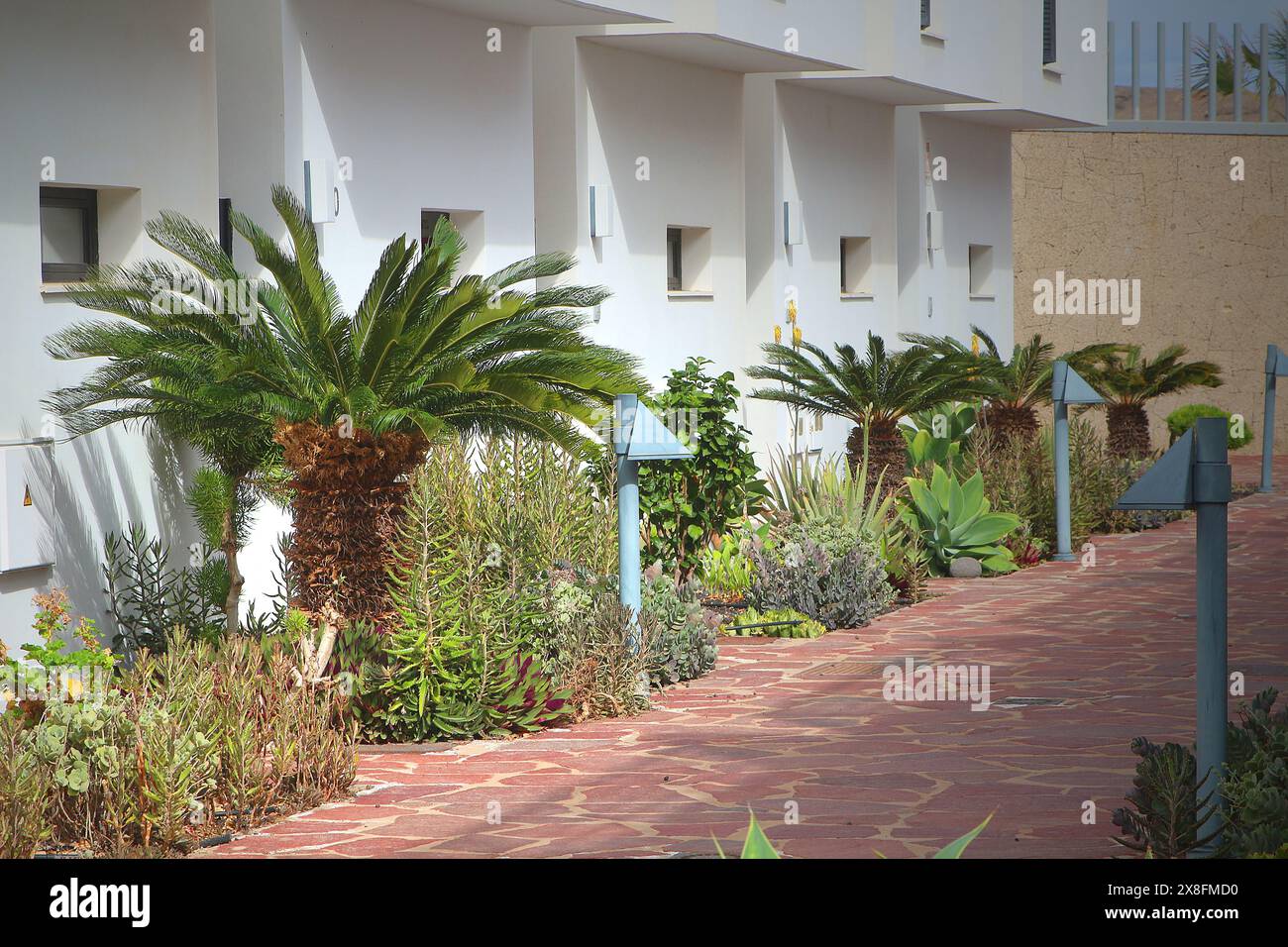 Giardino frontale con piante tolleranti alla siccità come la palma di sago (Cycas revoluta) a Tenerife (Spagna) Foto Stock