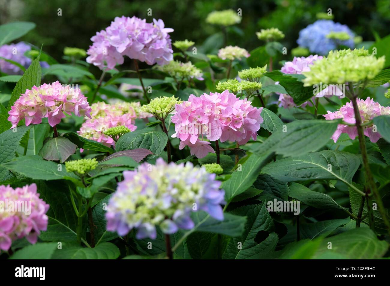Rosa e blu Mophead Hydrangea macrophylla «Endless Summer» in fiore. Foto Stock