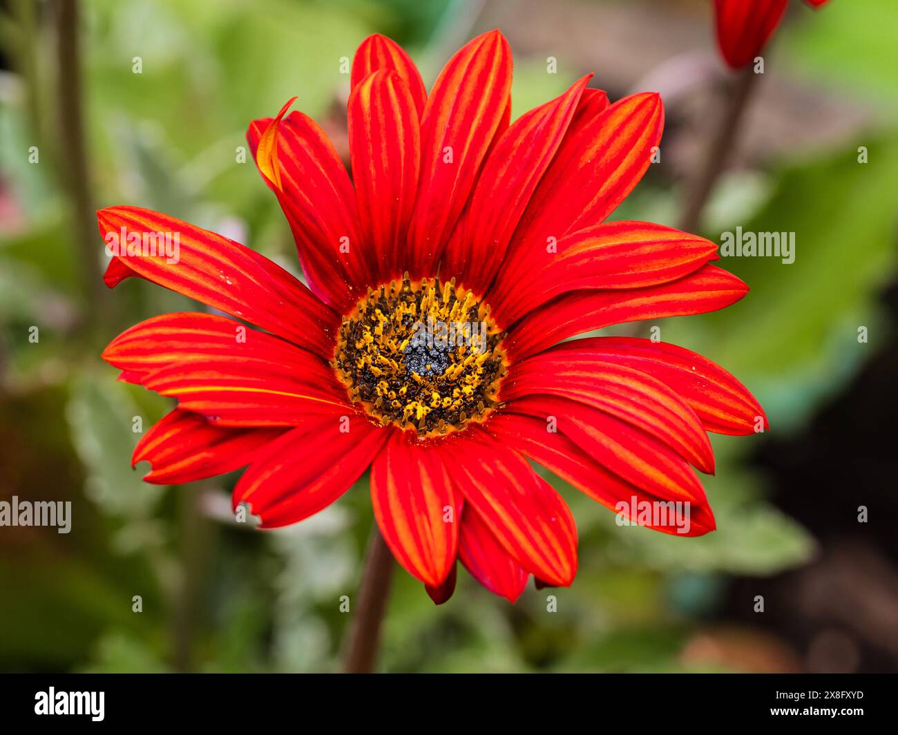 Fiore rosso della margherita sudafricana semi-resistente, Arctotis "Hannah", una pianta estiva per lettiere Foto Stock