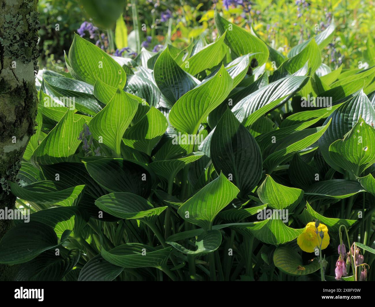 Fogliame verde scuro dell'elegante perenne erbacea, Hosta 'Devon Green' Foto Stock