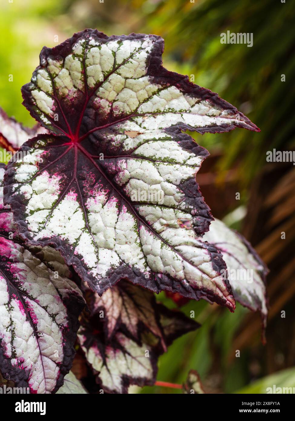 Variegazione d'argento e rosso scuro della casa esotica e della serra perenne begonia di tipo rex, Begonia "Dark Eyes" Foto Stock