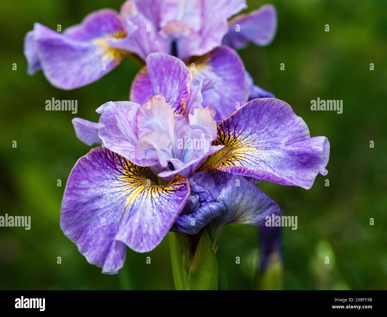 Fiore di tarda primavera blu lavanda dell'iride siberiano perenne, Iris sibirica "Careless Sally" Foto Stock