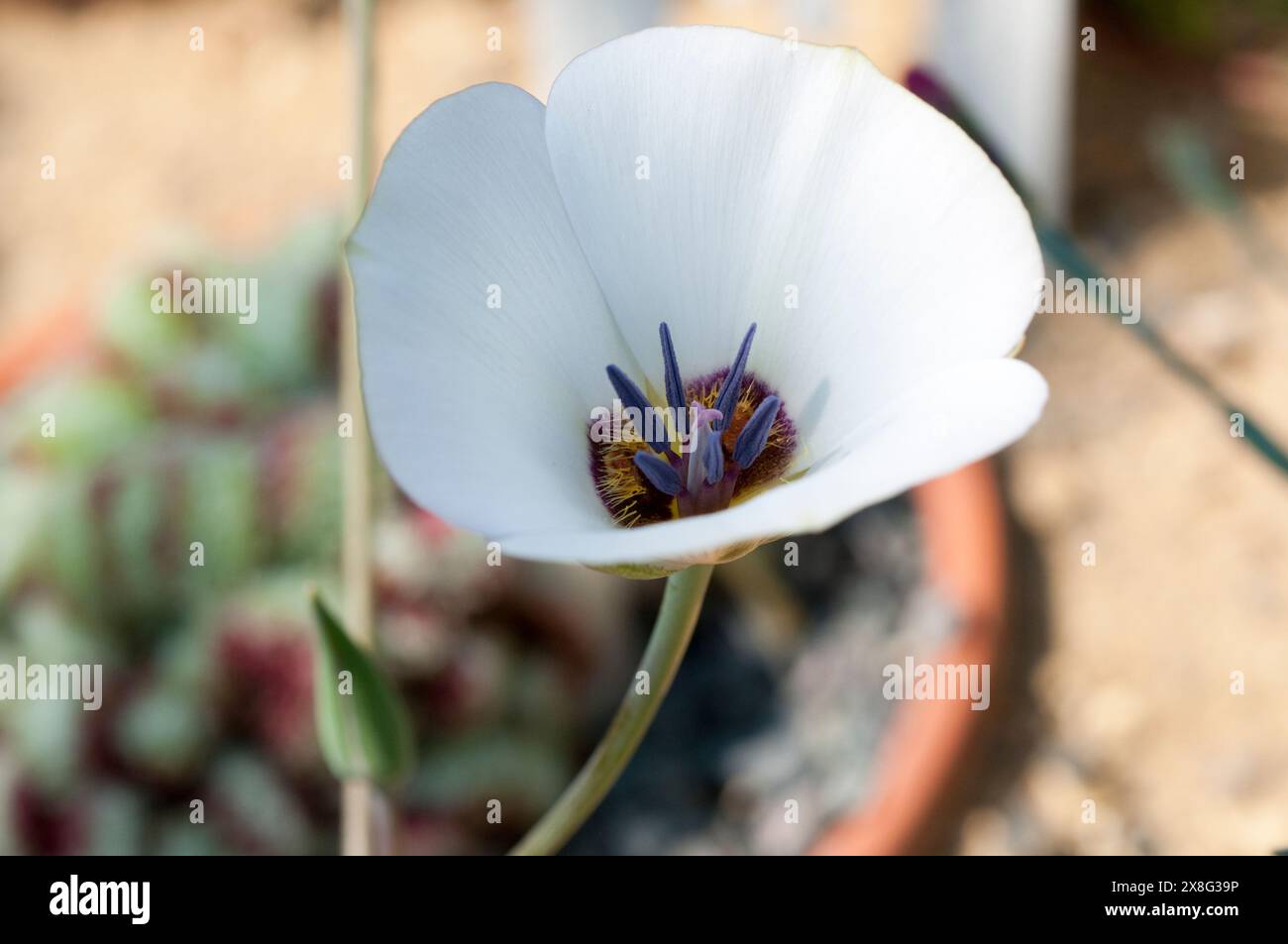 Calochortus invenustus, Pianura mariposa lily Foto Stock