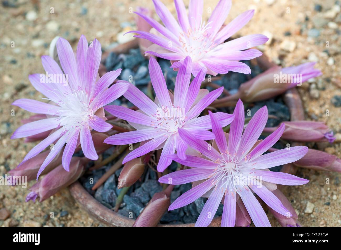 Lewisia redviva, nome comune Bitterroot Foto Stock