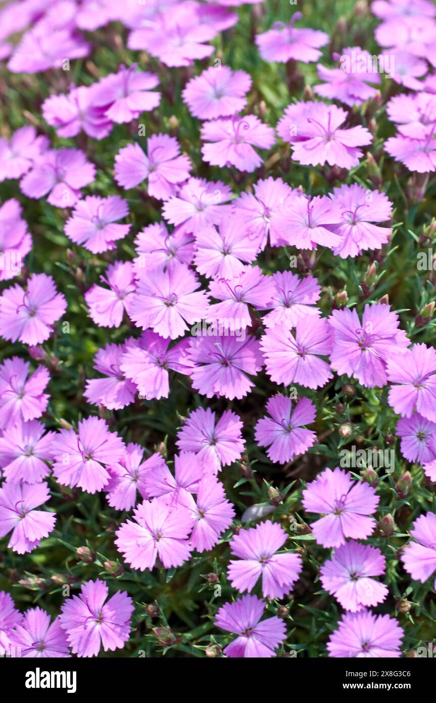 Dianthus haematocalyx subsp. pindicola Foto Stock
