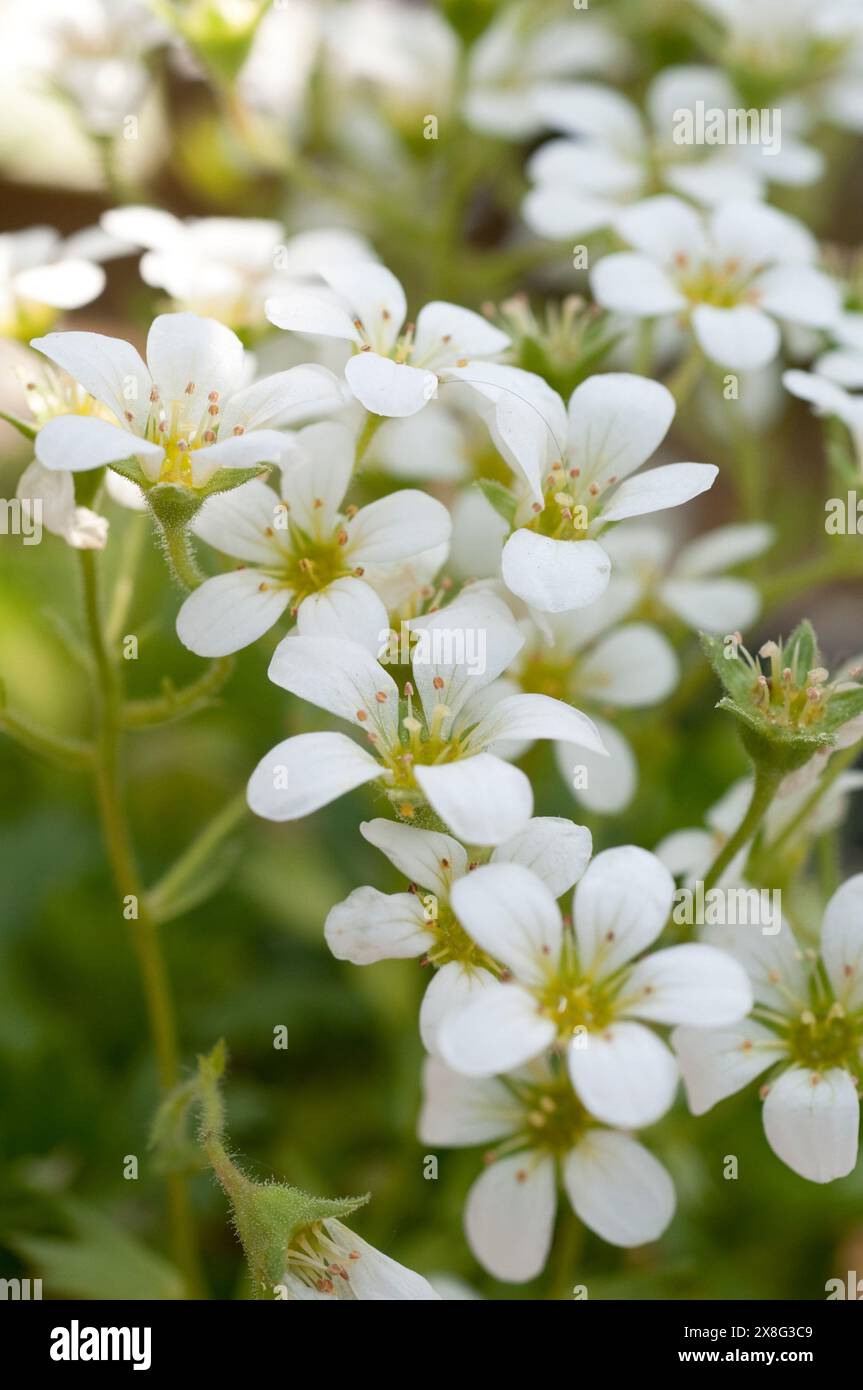 Saxifraga pickeringii Foto Stock