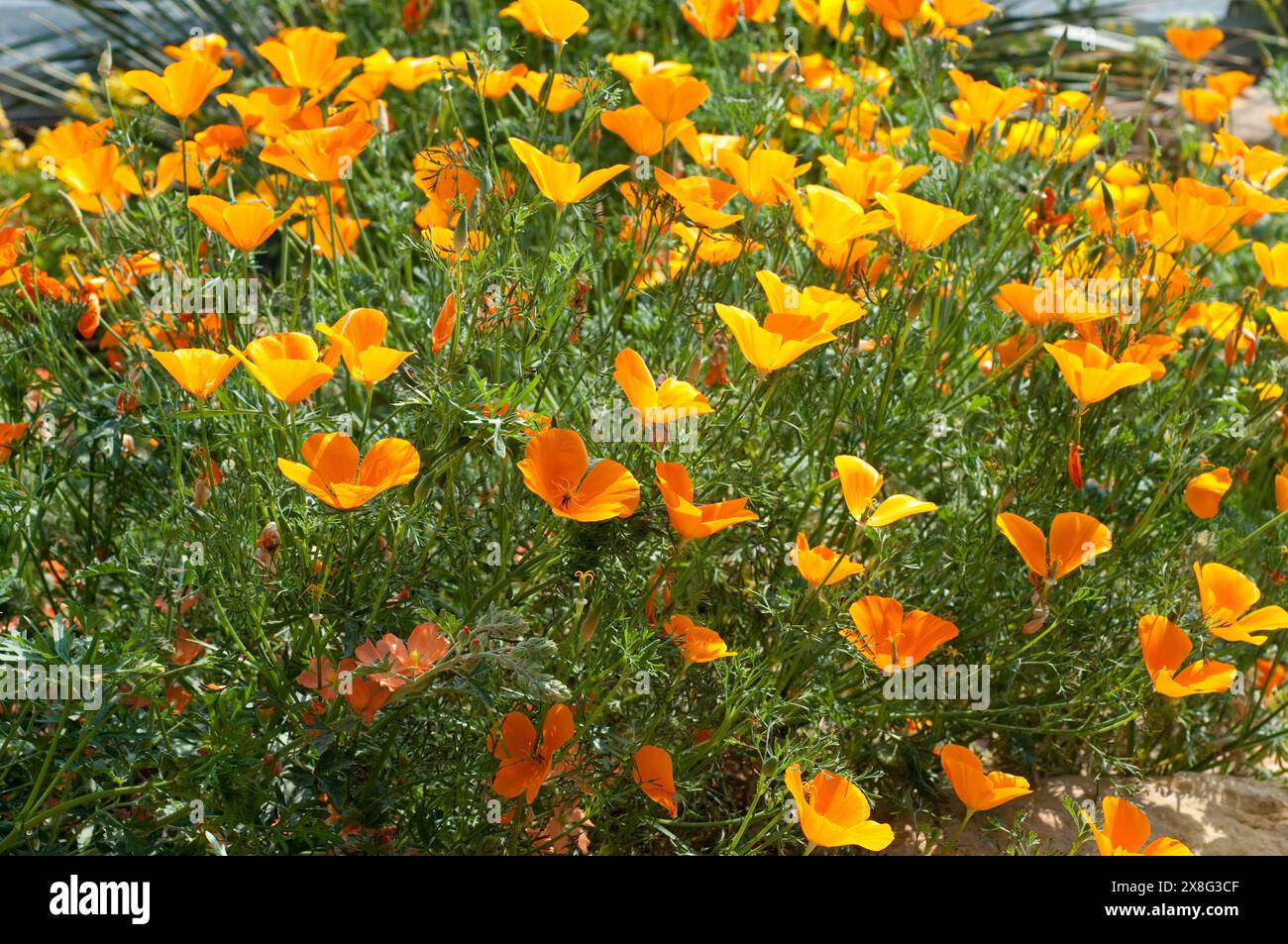 Eschscholzia californica, California, papavero papavero dorato, luce del sole della California, coppa d'oro Foto Stock