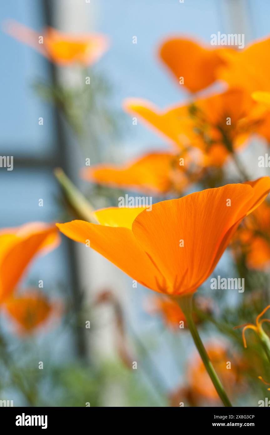 Eschscholzia californica, California, papavero papavero dorato, luce del sole della California, coppa d'oro Foto Stock