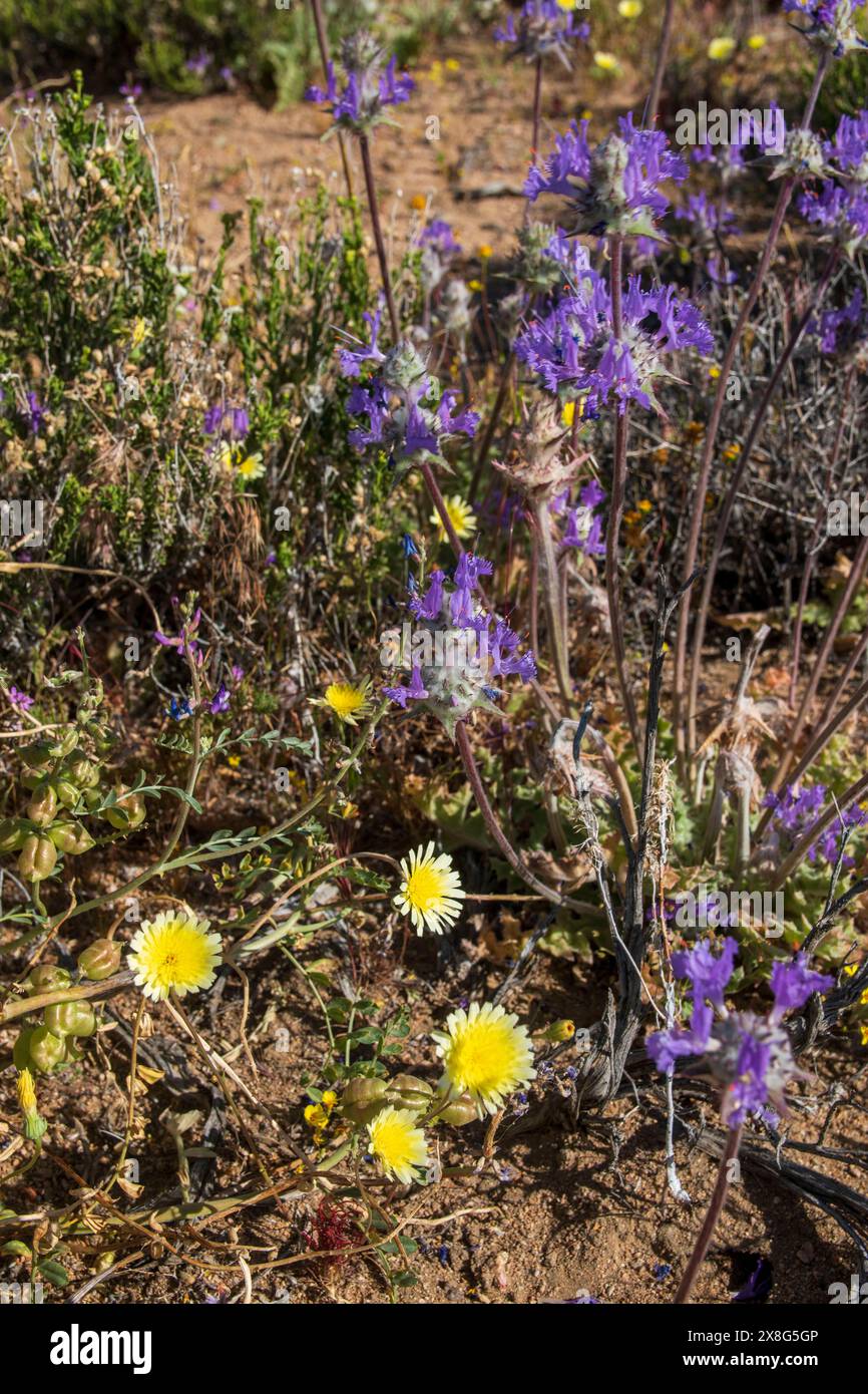 Questa fioritura di fiori selvatici è nata vicino a coso Junction nella contea di Inyo, CALIFORNIA, NELLA primavera del 2024. Foto Stock