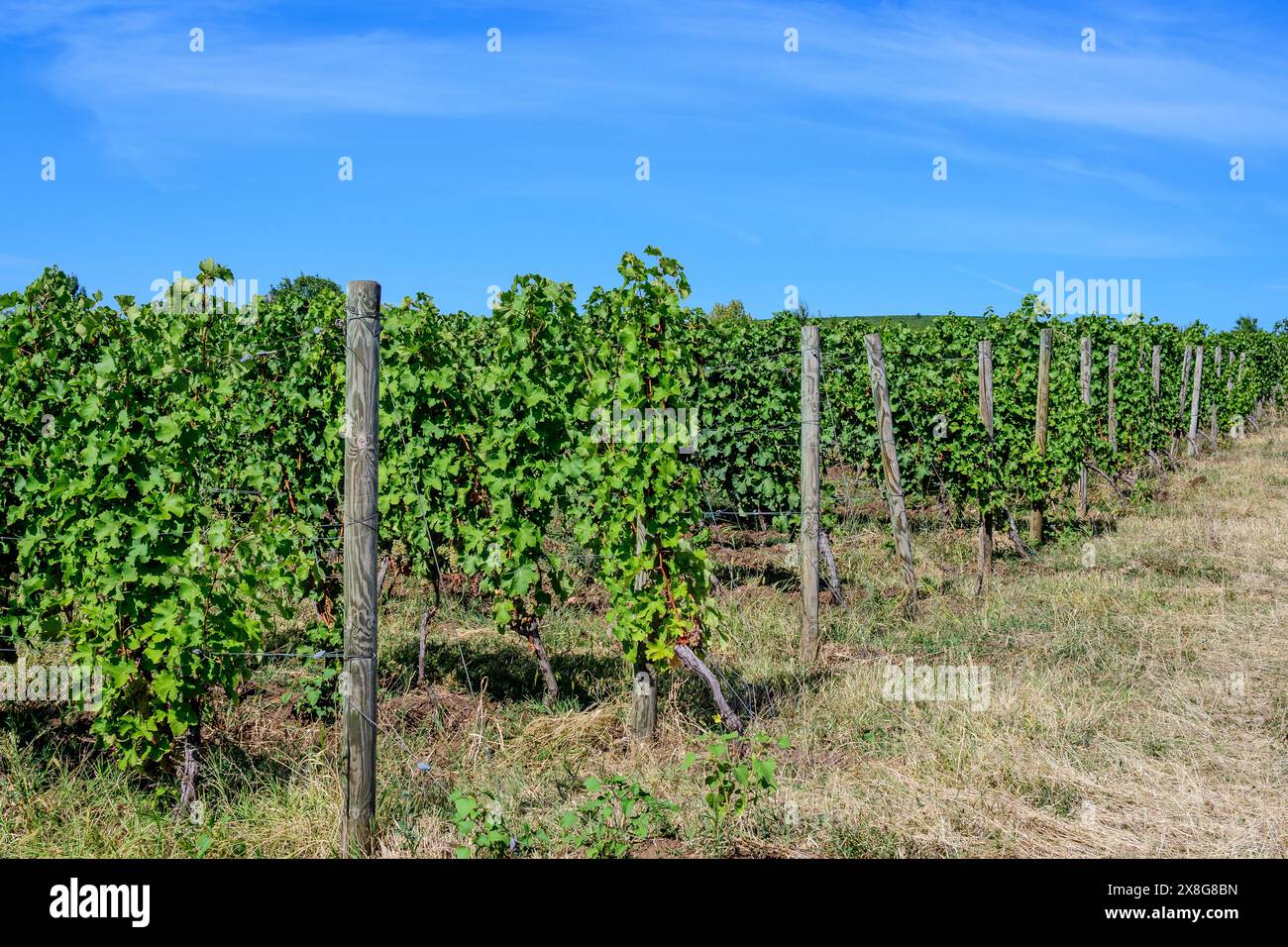 Fila con grandi piante con molte uve biologiche mature e foglie verdi in vigna in una giornata di sole autunno Foto Stock