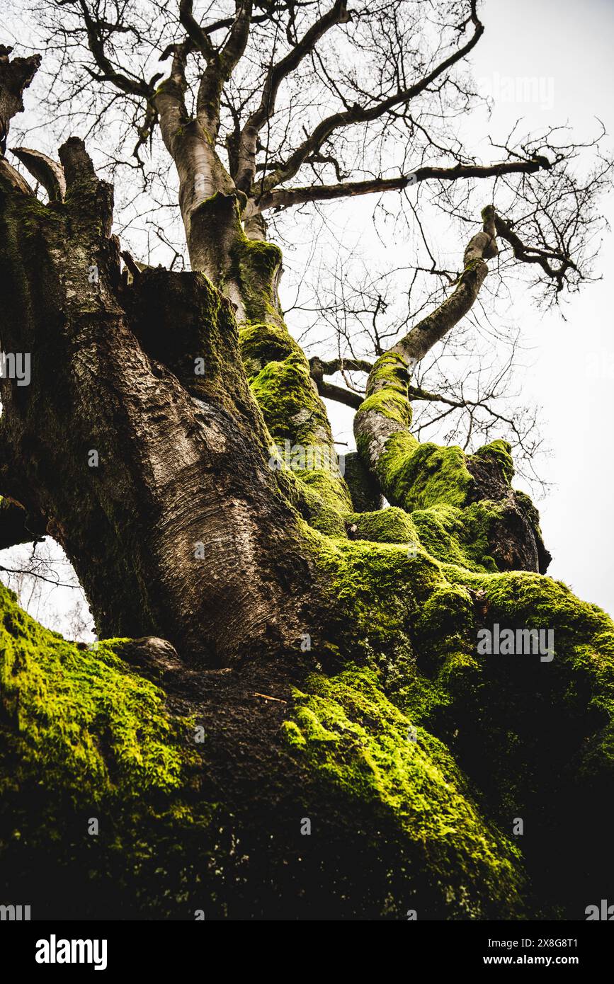 vecchio albero, quercia, muschio, antichi testimoni contemporanei, albero, tronco, albero spesso, albero più antico, specie di albero, vecchi alberi Foto Stock