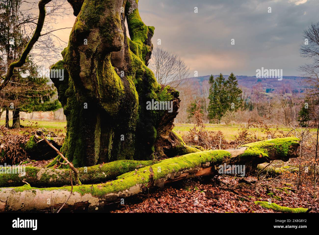 vecchio albero, quercia, muschio, antichi testimoni contemporanei, albero, tronco, albero spesso, albero più antico, specie di albero, vecchi alberi Foto Stock