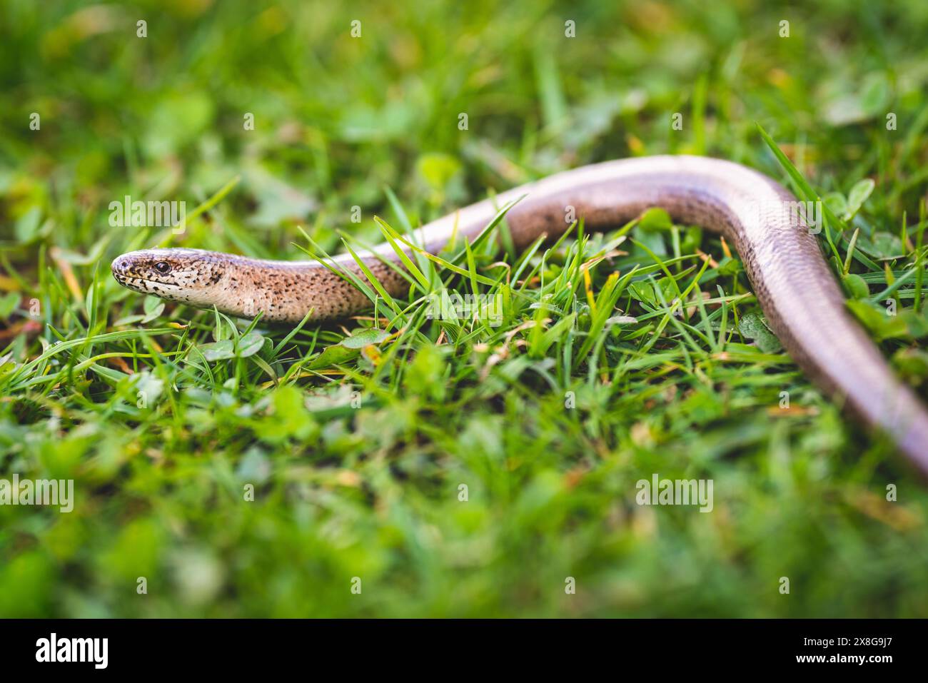 lentombrichi, lucertola, serpente, creep, giardino, serpenti, lucertole, rettili, rettili, animali, sorridi, lingua Foto Stock