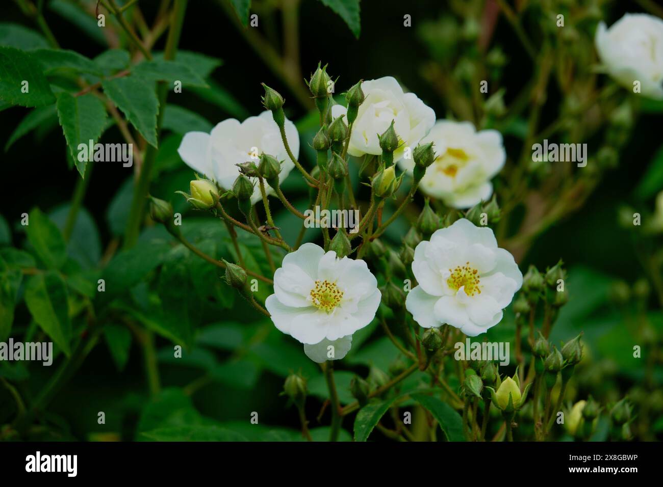 Rose bianche e panna di Rettore sgargiante con fiori e boccioli aperti Foto Stock