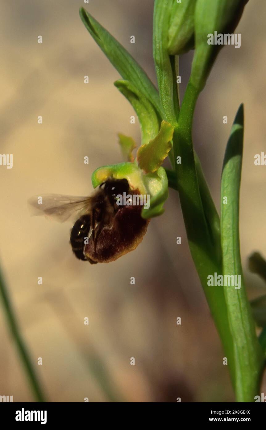 Orchidea-ragno precoce (Ophrys clasica), Orchidaceae. Con impollinatore (Andrena sp.). Bulbo erbaceo, pianta selvatica, orchidea rara. Foto Stock