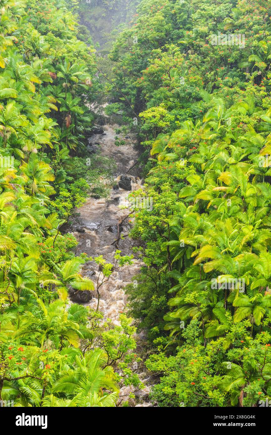 Vista panoramica sulle Cascate di Boulder Creek circondate da lussureggiante vegetazione della foresta pluviale. Foto Stock