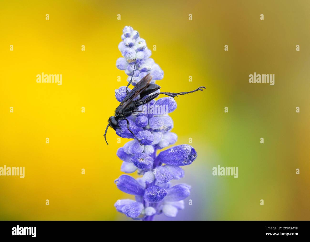 Una grande Wasp nera che si allunga sulle gambe mentre si riposa sulla cima di un fiore di Mealy Sage. Visualizzato a distanza ravvicinata. Foto Stock