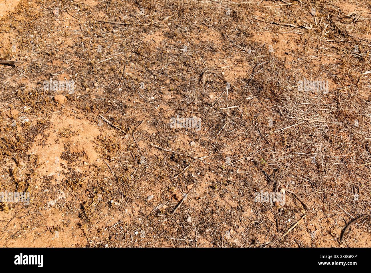 Campo agricolo colpito dalla siccità con terreno secco e terreno secco. Foto Stock