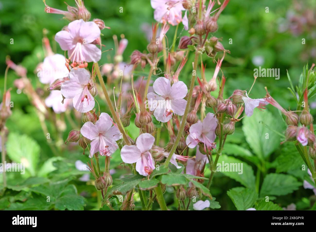 Il geranio macrorrhizum, di colore rosa pallido, noto anche come geranio bigroot, geranio bulgaro e becco di gru da roccia in fiore. Foto Stock