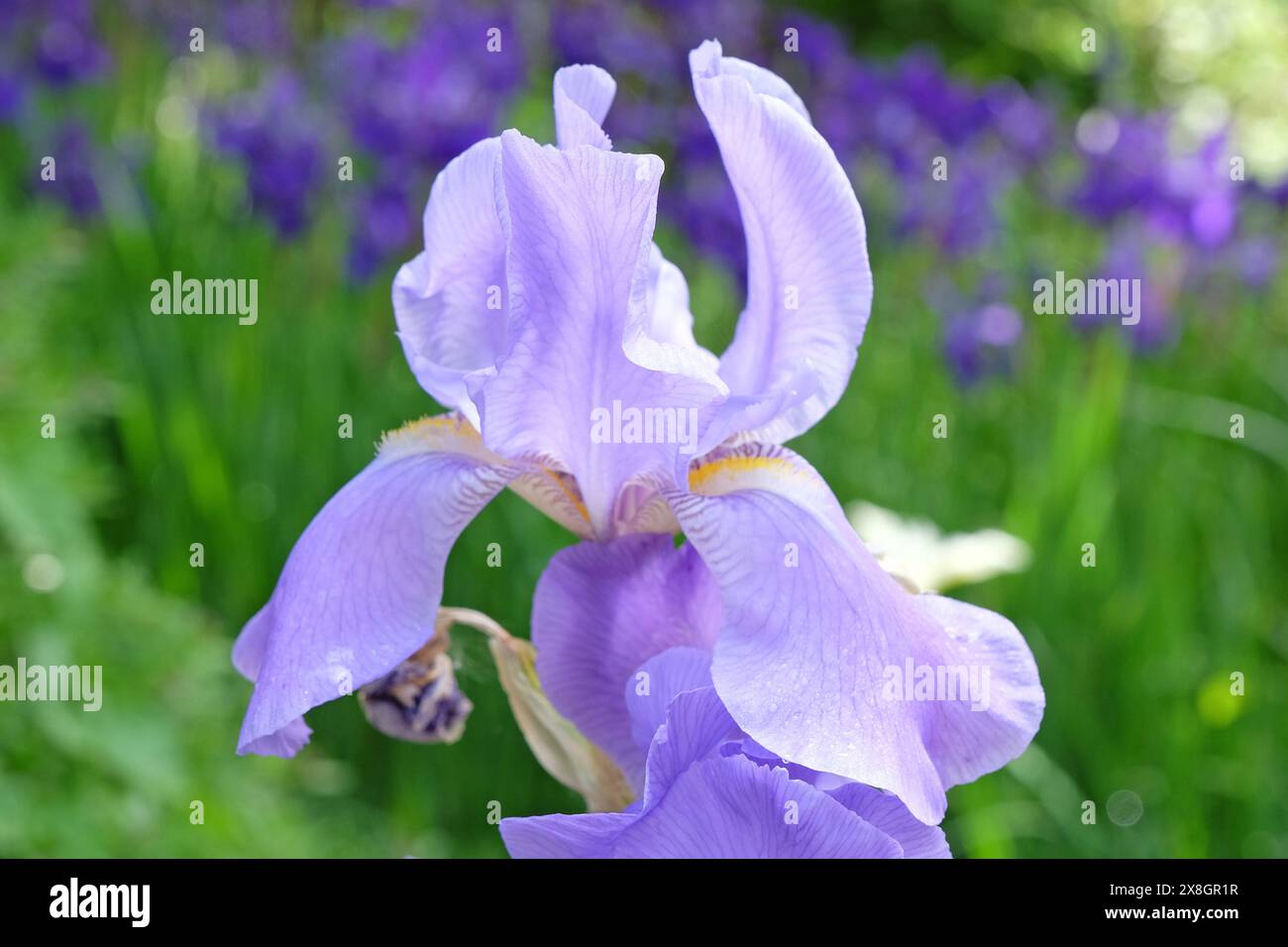 Iris pallida viola chiaro, Iris dalmata o Iris dolce in fiore. Foto Stock