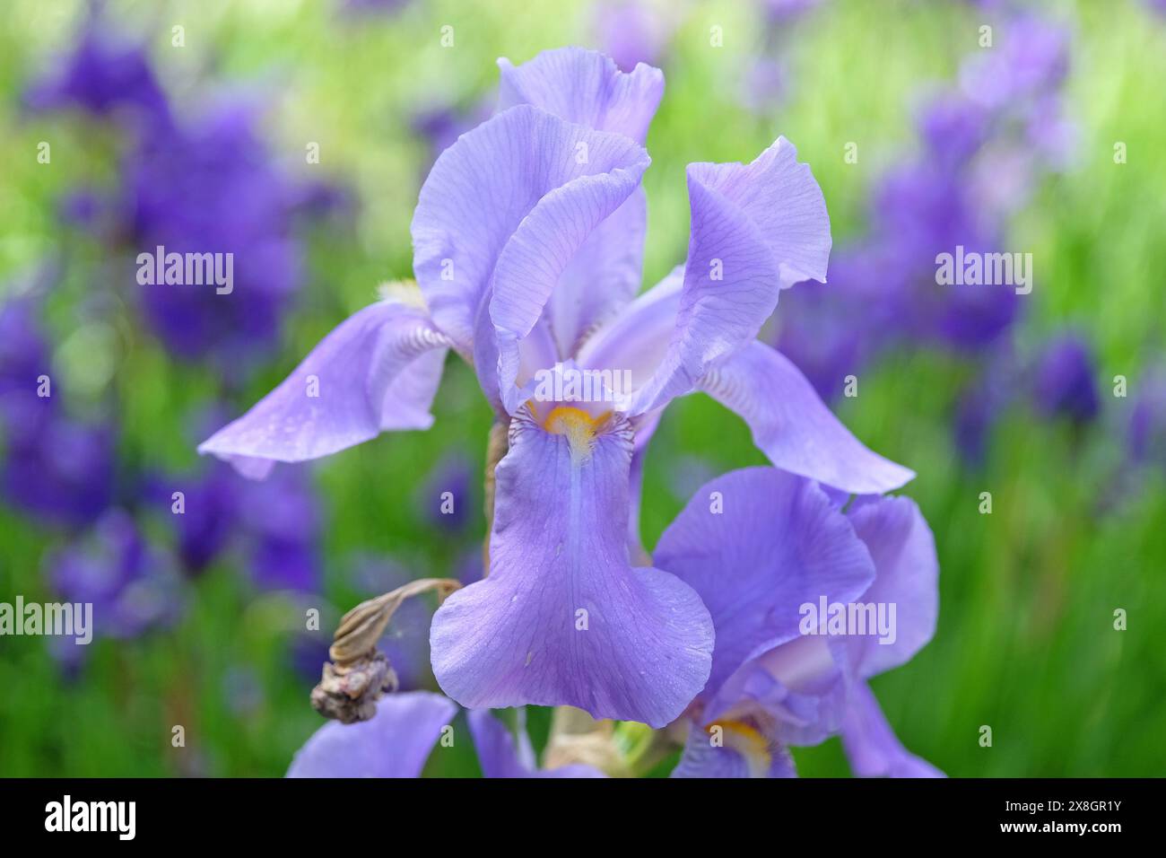 Iris pallida viola chiaro, Iris dalmata o Iris dolce in fiore. Foto Stock