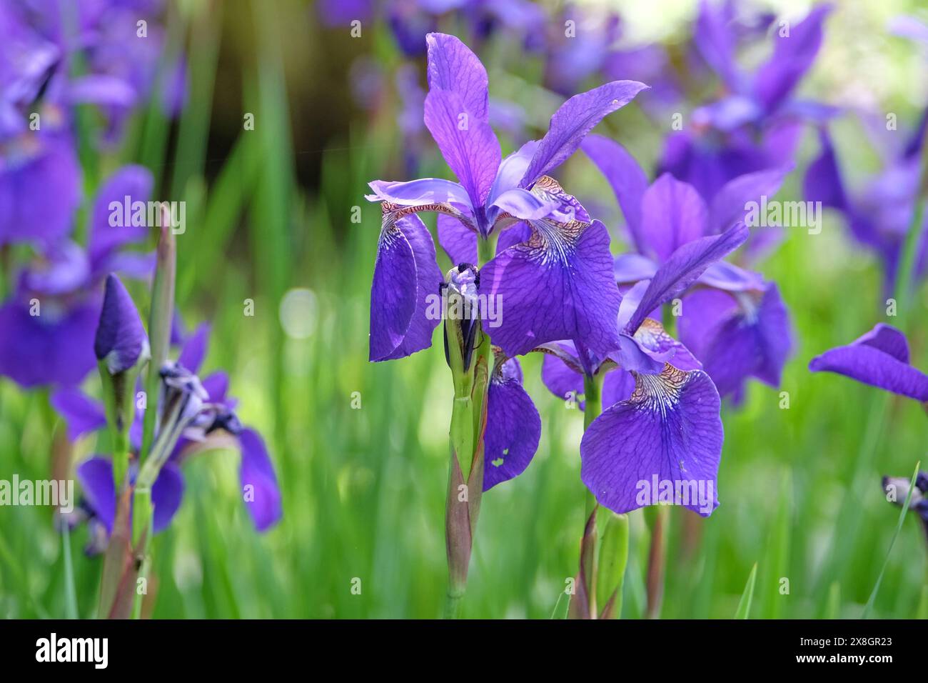 Iris sibirica blu intenso, nota anche come Iris siberiano o bandiera siberiana "fratello di Cesare" in fiore. Foto Stock