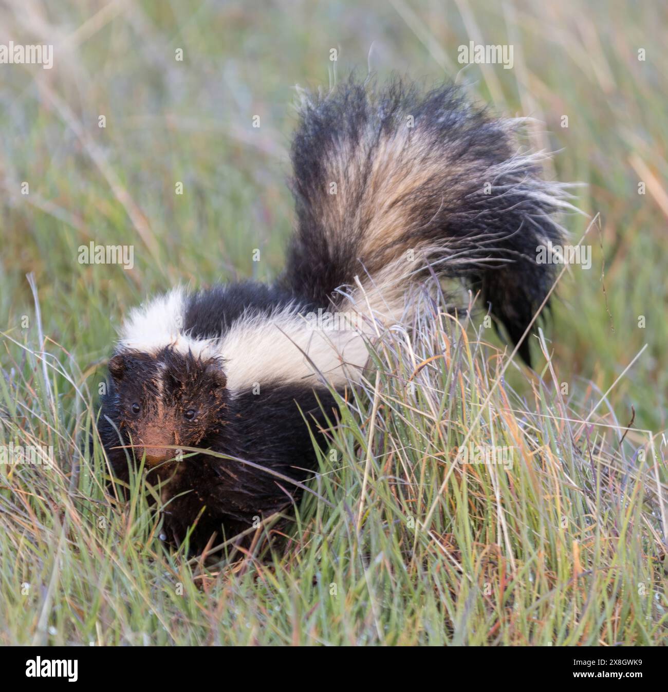 Avvisa Skunk a righe con volto fangoso. Monte bello Open Space Preserve, Santa Clara County, California, Stati Uniti. Foto Stock