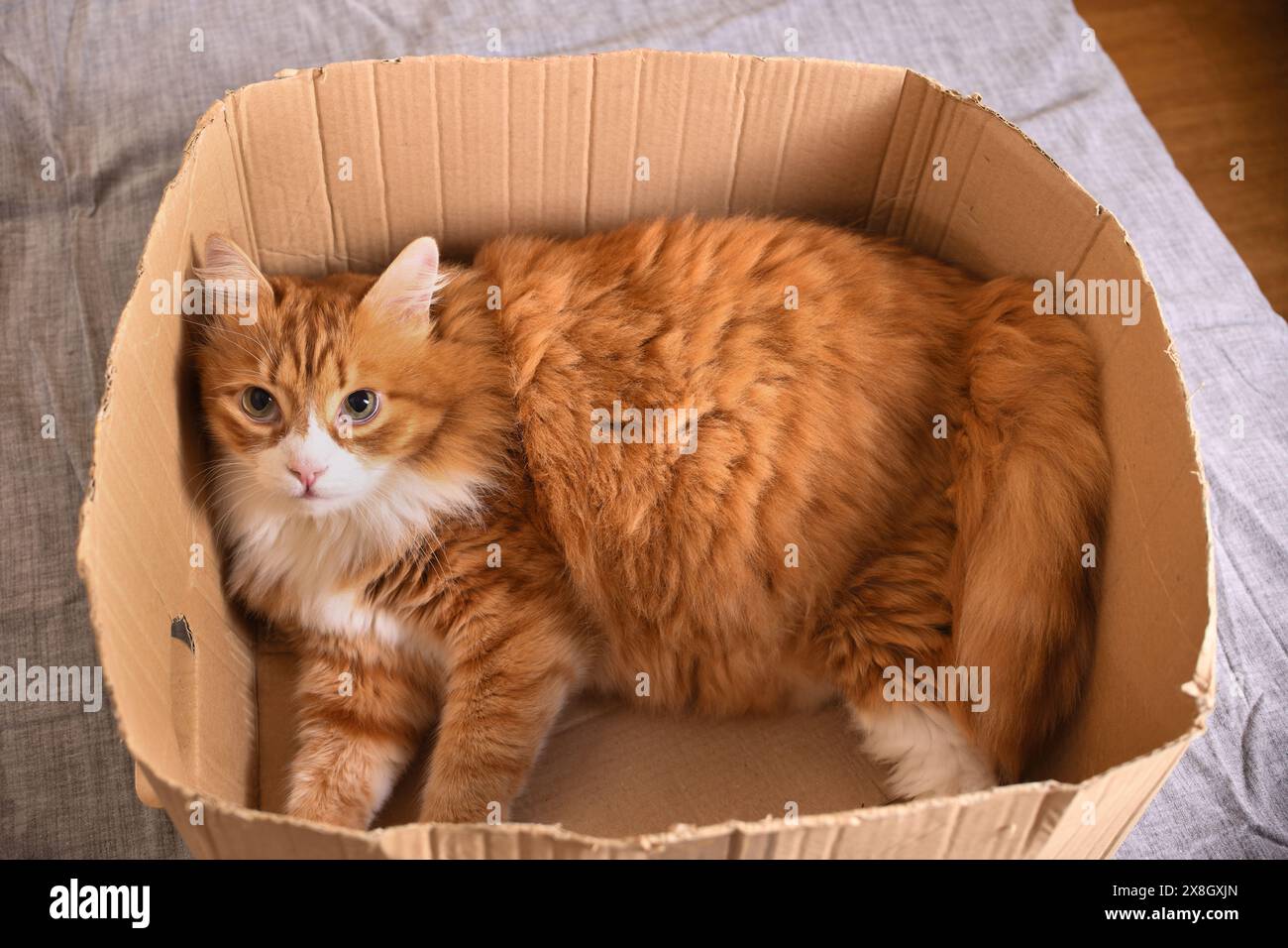 Un gatto di zenzero giace in una scatola di cartone, il suo sguardo è rivolto verso l'alto. Foto Stock