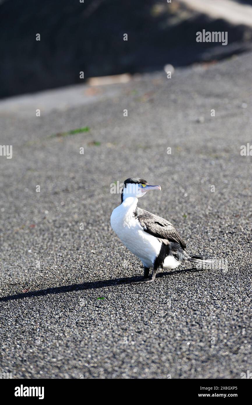 Cormorano australiano che muore sulla spiaggia nera Foto Stock