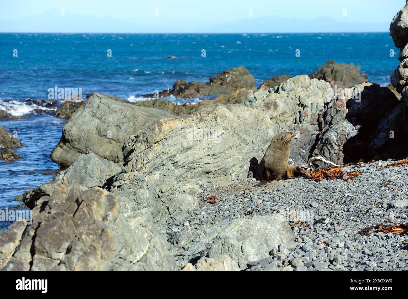 Foca pelliccia di Capo Palliser, nuova Zelanda Foto Stock