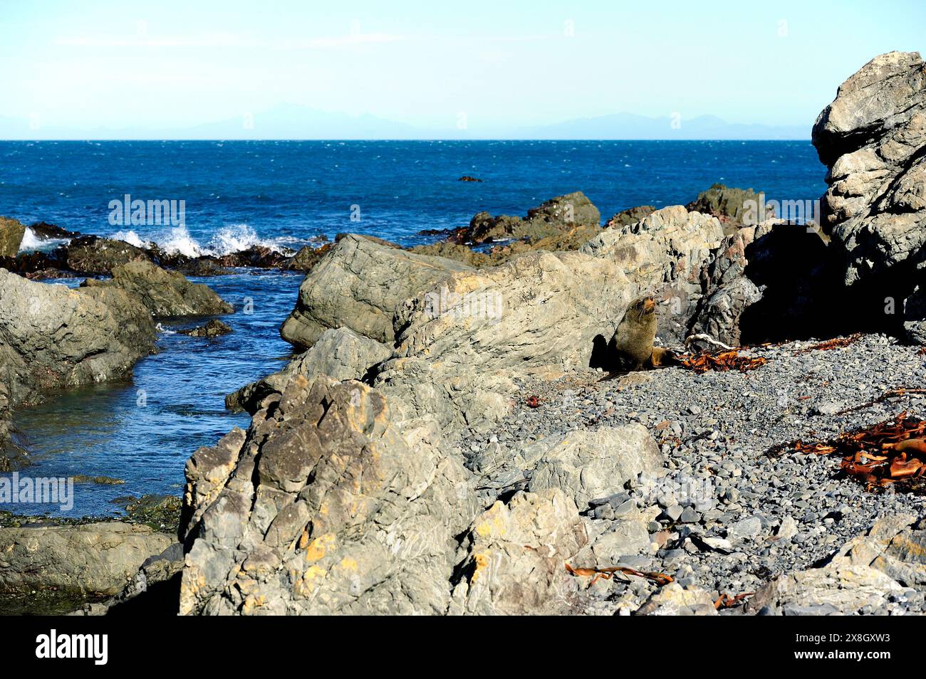 Foca pelliccia di Capo Palliser, nuova Zelanda Foto Stock