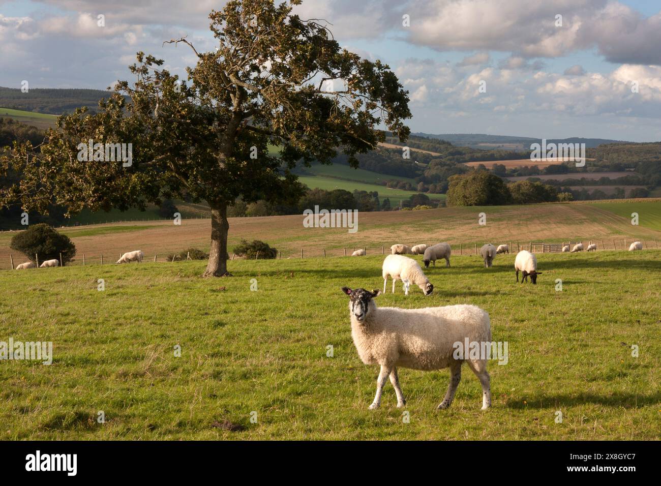Scena rurale da Harting giù verso Singleton, South Downs, West Sussex, Inghilterra Foto Stock